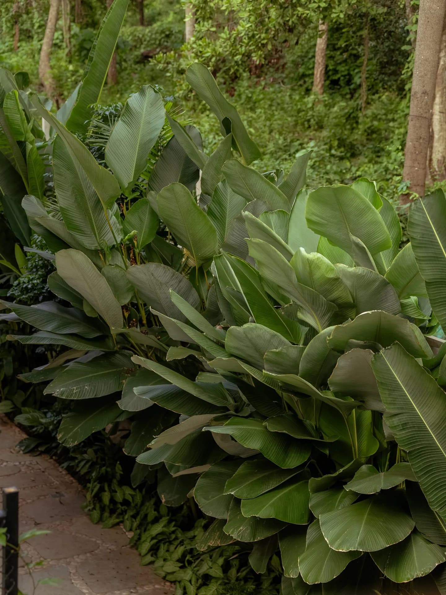 Garden pathway